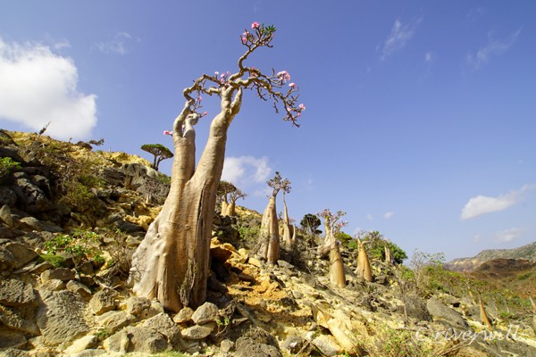 フィルミン・フォレスト Firhmin Dragon's Blood Tree Forest in Socotra island, Yemen