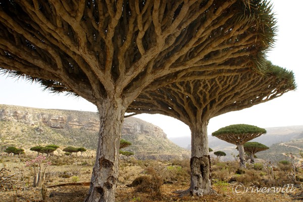 フィルミン・フォレスト Firhmin Dragon's Blood Tree Forest in Socotra island, Yemen