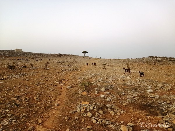 ディクサム台地 Dixam Plateau in Socotra island, Yemen