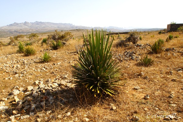 ディクサム台地 Dixam Plateau in Socotra island, Yemen