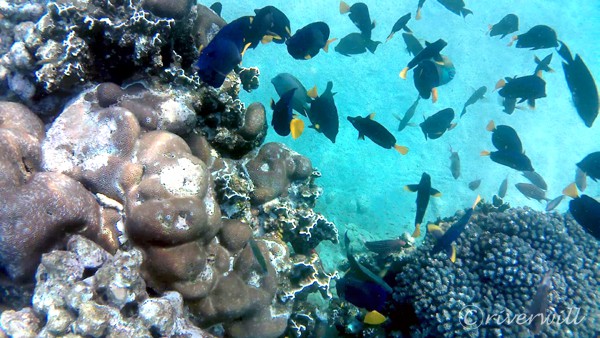 ディハムリ海洋自然保護区（ソコトラ島）Dihamri Marine Protected Area, Socotra island, Yemen