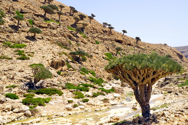 ホムヒル自然保護区（ソコトラ島）Homhil Protected Area, Socotra island, Yemen