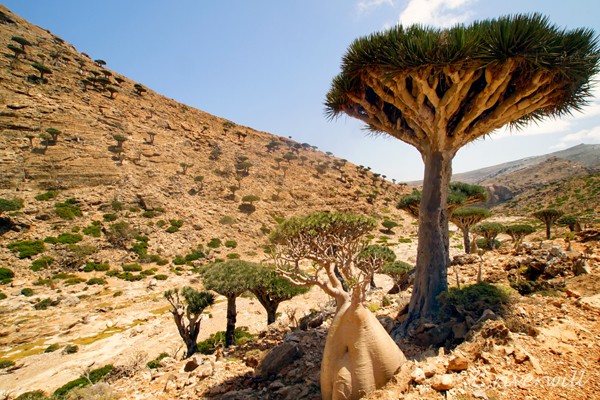 ホムヒル自然保護区（ソコトラ島）Homhil Protected Area, Socotra island, Yemen